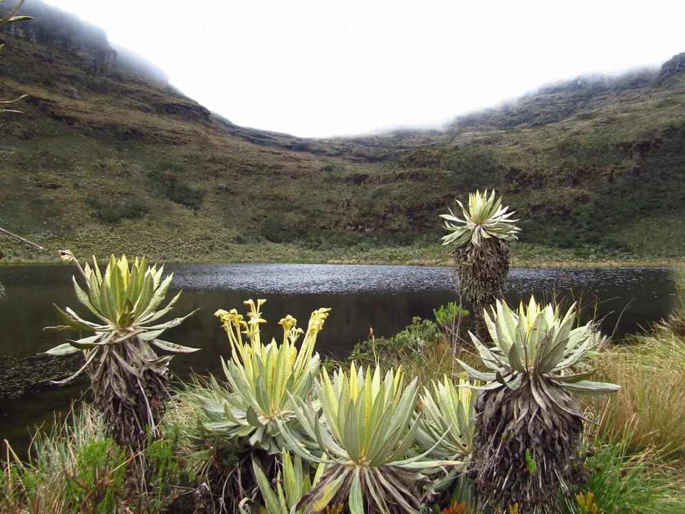 Flora y Fauna Iguaque